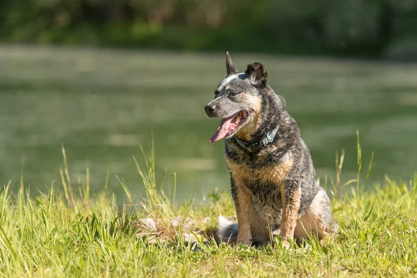 Dost Canlısı Itaatkar Yaşlı Avustralya Sığır Köpeği Suyun Önünde Poz — Stok fotoğraf