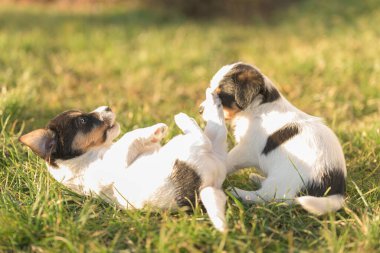 6 haftalık yavrular yeşil bir çayırda birlikte oynuyorlar. Breed - çok küçük Jack Russell Terrier yavru köpekleri