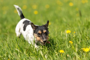 Komik Jack Russell Terrier köpeği baharda yeşil bir çayırda koşuyor.