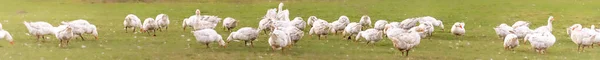 许多白色的肥鹅产于草地上 — 图库照片