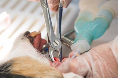  Jack Russell Terrier 'ın veteriner dişçisinde diş problemi var. Hasta diş alınır. Köpek anestezi altında..