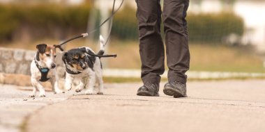 Köpek bakıcısı küçük köpekleriyle yolda yürüyor. İki sevimli itaatkar Jack Russell Terrier köpeği
