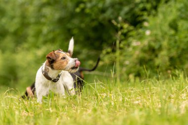 Baharda yeşil bir çayırda iki hayvan arkadaş. Gururlu kırmızı renkli Paron Russell Terrier köpeği ve arka planda yeşil arkaplanlı siyah Manchester Terrier köpeği.