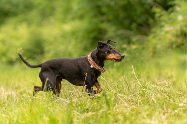 Tatlı Manchester Terrier köpeği baharda yeşil bir çayırda koşar.