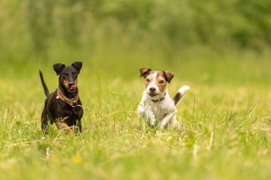 Parson Russell Terrier ve siyah Manchester Terrier Dog. İki küçük güzel dost köpek birlikte yeşil bir çayırda koşuyorlar.