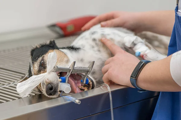 Veterinaria Prepara Pequeño Perro Enfermo Lindo Jack Russell Terrier Para — Foto de Stock