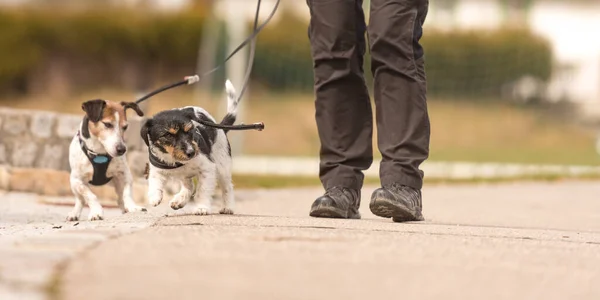 Manejadora Perros Pasea Con Sus Perritos Camino Dos Lindos Obedientes —  Fotos de Stock