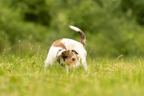 Hermoso Pequeño Párroco Russell Terrier Sigue Buen Rastro Olor Primavera —  Fotos de Stock