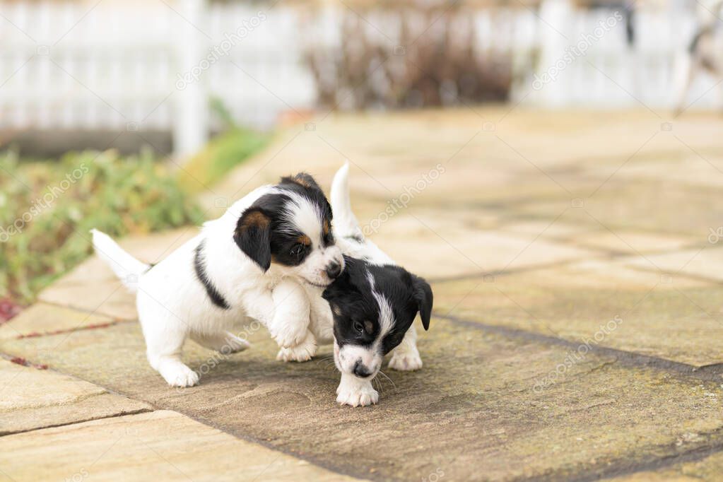 Cachorro Semanas Jugando Juntos Grupo Perros Pequeños Jack Russell - Main Image
