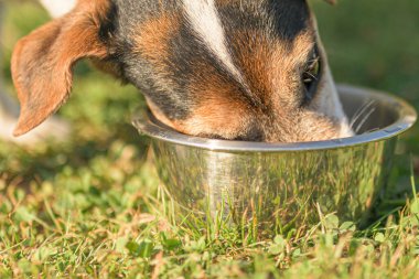 Köpek sıcak bir yaz gününde bir kaseden su içiyor - Jack Russell Terrier Köpeği 13 yaşında.