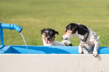 Sıcak bir yaz gününde kuyudan soğuk su içen iki tatlı, susamış Jack Russell Terrier köpeği.