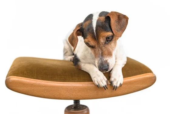 Malý Roztomilý Pes Jack Russell Poslušně Leží Židli Pozadí Bílé — Stock fotografie