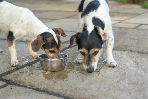 Sıcak bir yaz gününde iki köpek bir kaseden su içiyor. Jack Russell Terrier Köpeği 10 ve 12 yaşında.