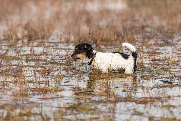 Χαριτωμένο Μικρό Jack Russell Terrier Σκυλί Στέκεται Ένα Νερό Πολύ — Φωτογραφία Αρχείου