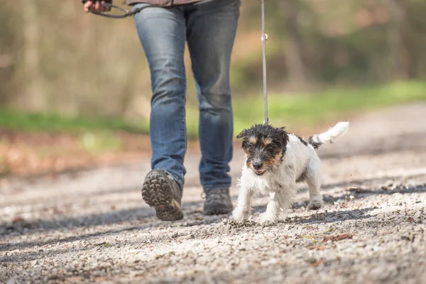 Little Jack Russell Terrier Perro Está Caminando Con Dueño Camino —  Fotos de Stock