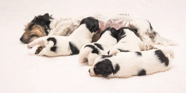 Tygodnie Czysty Bardzo Mały Piesek Jack Russell Terrier Swoją Matką — Zdjęcie stockowe