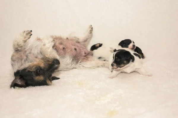 Muy Poco Perro Cachorro Jack Russell Terrier Con Madre Perrito — Foto de Stock