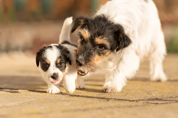 Young Cute Whelp Weeks Old Beautiful Jack Russell Terrier Mom — Zdjęcie stockowe