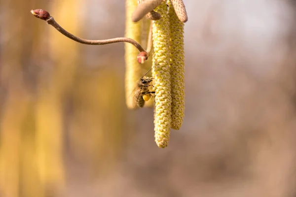 Corylus Avellana 개미집의 관목에서 모으는 — 스톡 사진