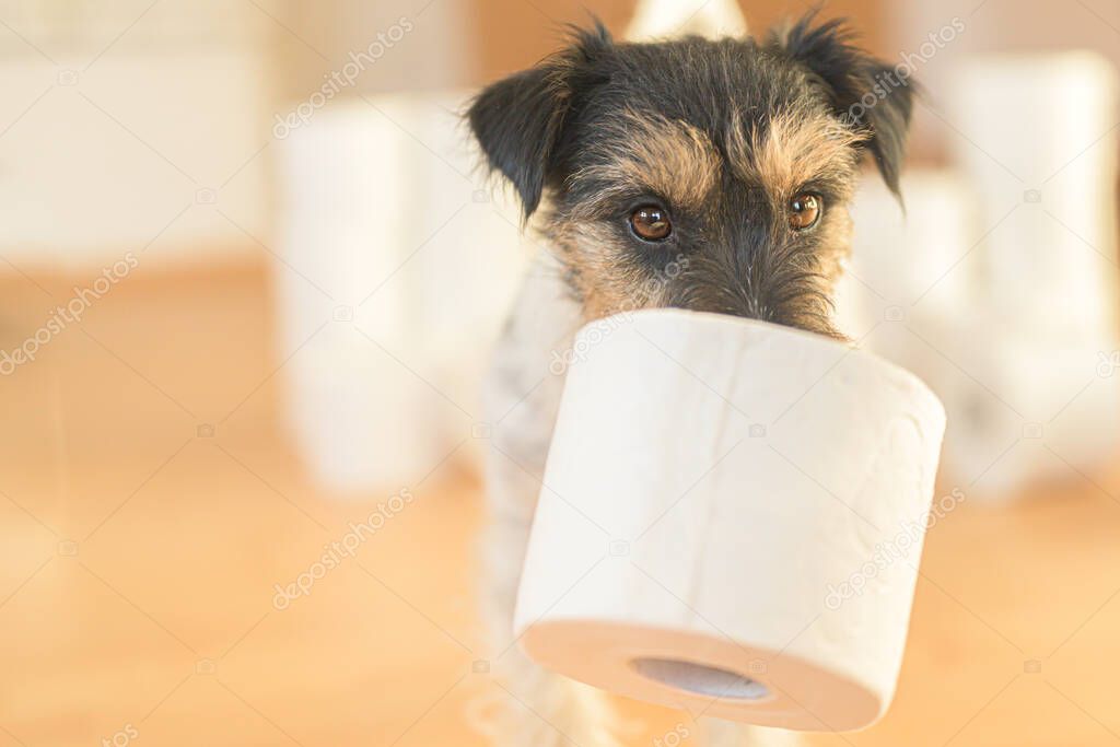 Cute small Jack Russell Terrier dog is busy with toilet paper. 