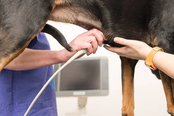 Dog at the veterinarian in the clinic. Vet examines the abdomen with the ultrasound device and looks at the monitor.