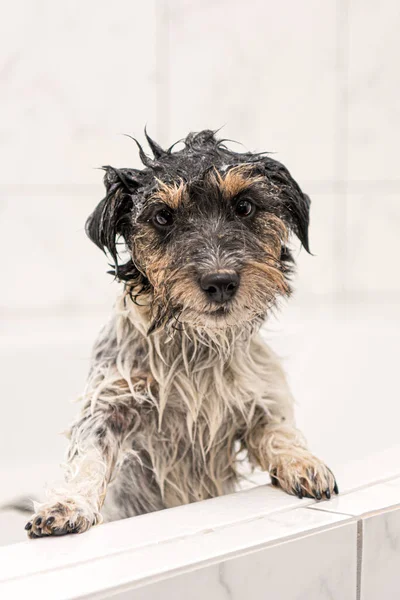 Liten Galen Jack Russell Terrier Hund Hund Med Skum Badet — Stockfoto
