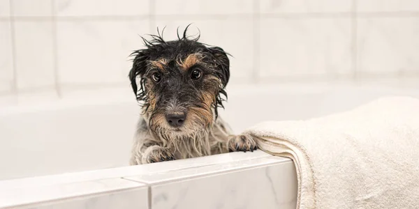 小疯狂杰克罗素Terrier小狗 在浴室洗澡时带泡沫的狗 — 图库照片