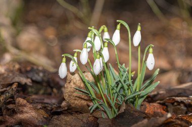 Ormanda güzel bahar çiçekleri. Bir grup kar tanesi