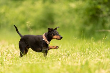Tatlı Manchester Terrier köpeği baharda yeşil bir çayırda koşar.