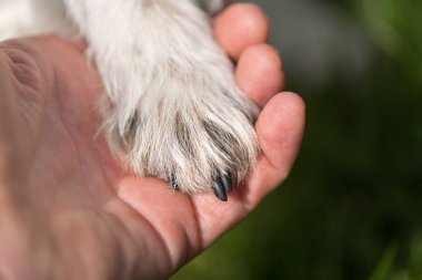 Köpek patileri ve insan elinin üst görüntüsü. Jack Russell Terrier ve insan arasındaki arkadaşlık.