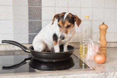 Küçük sevimli Jack Russell teriyer köpeği kızartma tavasında oturur. Tabiri caizse sosisli..