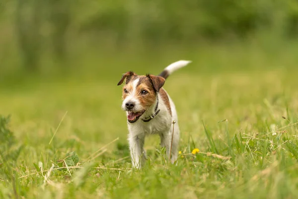 Precioso Pastor Russell Terrier Perro Encuentra Prado Verde Frente Fondo —  Fotos de Stock