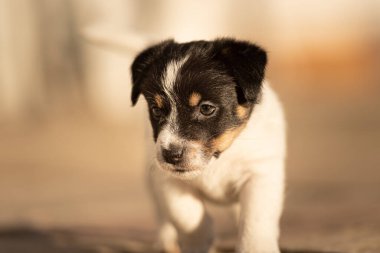 Köpek 6 haftalık. Küçük Jack Russell Terrier köpeği bahçede. 