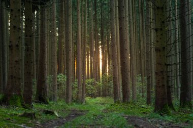 Yazın güneş ışığında orman