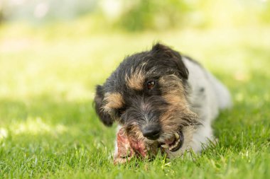 Küçük şirin Jack Russell Terrier köpeği etle kemik yer ve açık havada çiğner.