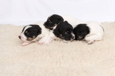 Küçük şirin Jack Russell yavru köpekleri 14 günlük beyaz arka planda bir battaniyenin üzerinde yan yana yatıyorlar.