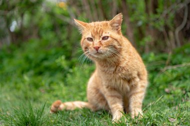 Şirin evcil kedi dışarıda oturuyor.