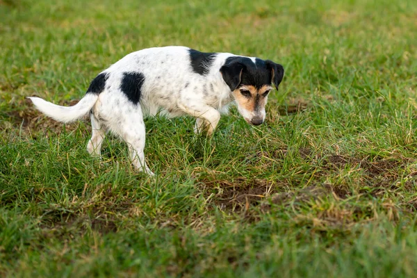 Jack Russell Terrier Perro Está Esperando Frente Agujero Ratón Prado —  Fotos de Stock
