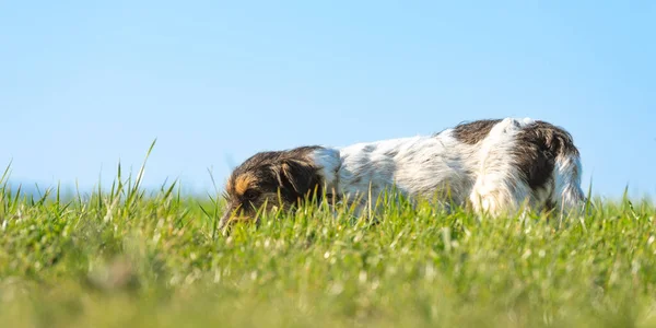 Симпатичный Маленький Джек Рассел Терьер Пёс Отслеживает Тропу Держит Свой — стоковое фото