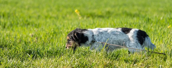 Aranyos Jack Russell Terrier Kutya Vár Egy Földi Horog Réten — Stock Fotó