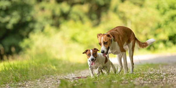 Dois Cães Encantadores Bonitos Estão Andando Juntos Sem Humanos Pequeno — Fotografia de Stock