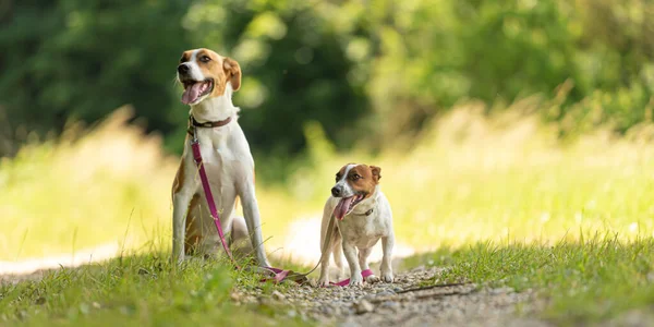Dos Lindos Perros Encantadores Caminan Juntos Sin Humanos Pequeño Jack —  Fotos de Stock