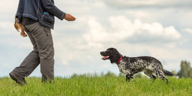 İtaatkar bir köpekle yaygın bir oyun. Cocker Spaniel ve köpek sahibi.
