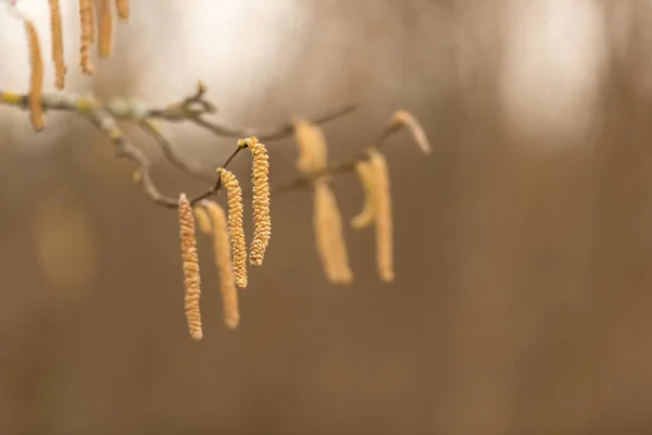 Corylus Avellana Haselnussstrauch Zeitigen Frühjahr — Stockfoto