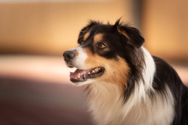 Şirin itaatkar Sınır Köpeği. Baş Portresi 