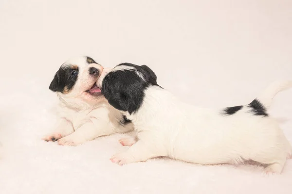 Cachorros Semanas Pura Raza Recién Nacido Muy Pequeño Jack Russell — Foto de Stock