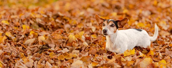 Little Jack Russell Terrier Cane Sacco Divertimento Autunno Foglie Sta — Foto Stock