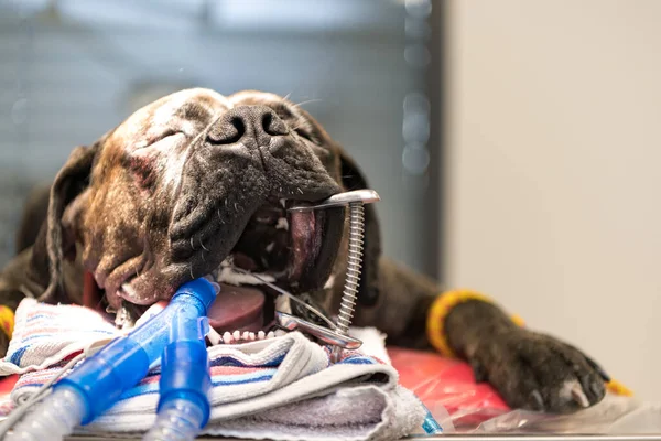 Big dog intubated in surgery room of veterinary clinic