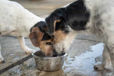 Sıcak bir yaz gününde iki köpek bir kaseden su içiyor. Jack Russell Terrier Köpeği 10 ve 12 yaşında.