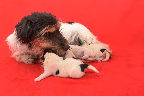 Mały Piesek Jack Russell Terrier Wieku Dni Nowonarodzone Szczeniaki Piją — Zdjęcie stockowe